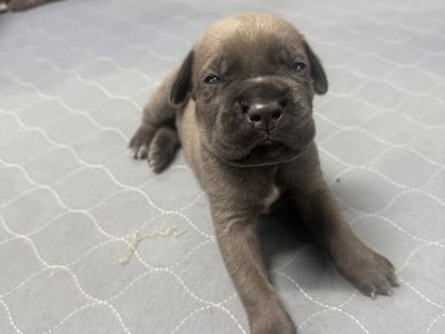 AKC Cane Corso Puppies