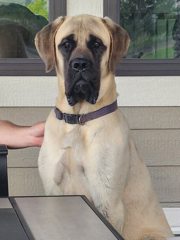 Akc English Mastiff puppies