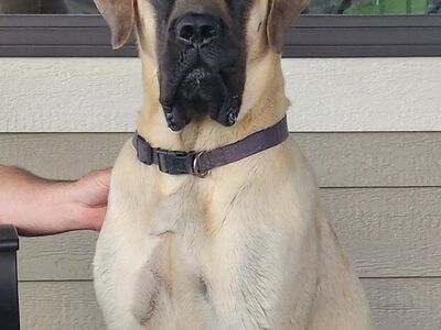 Akc English Mastiff puppies