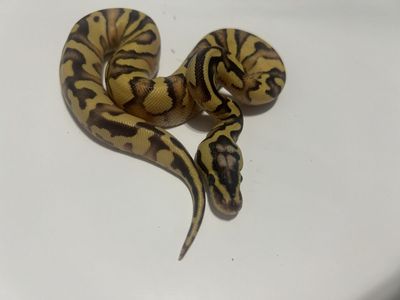 Ball Python Reptile #38