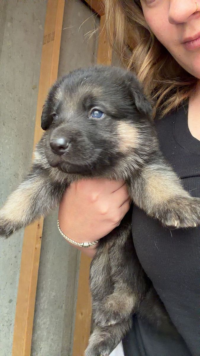 German shepherd puppies