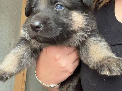 German shepherd puppies