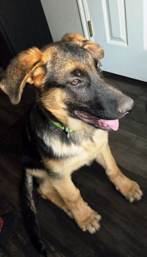 AKC German Shepherd Puppies