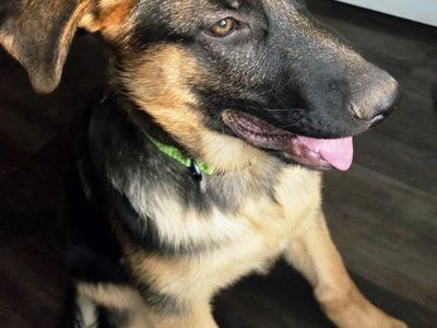 AKC German Shepherd Puppies