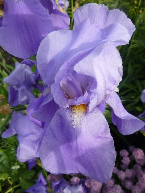Stunning Color Iris Starts -