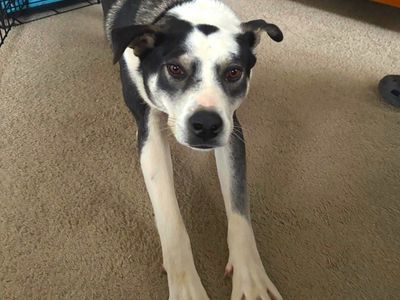 Hello my name is Thaddeus