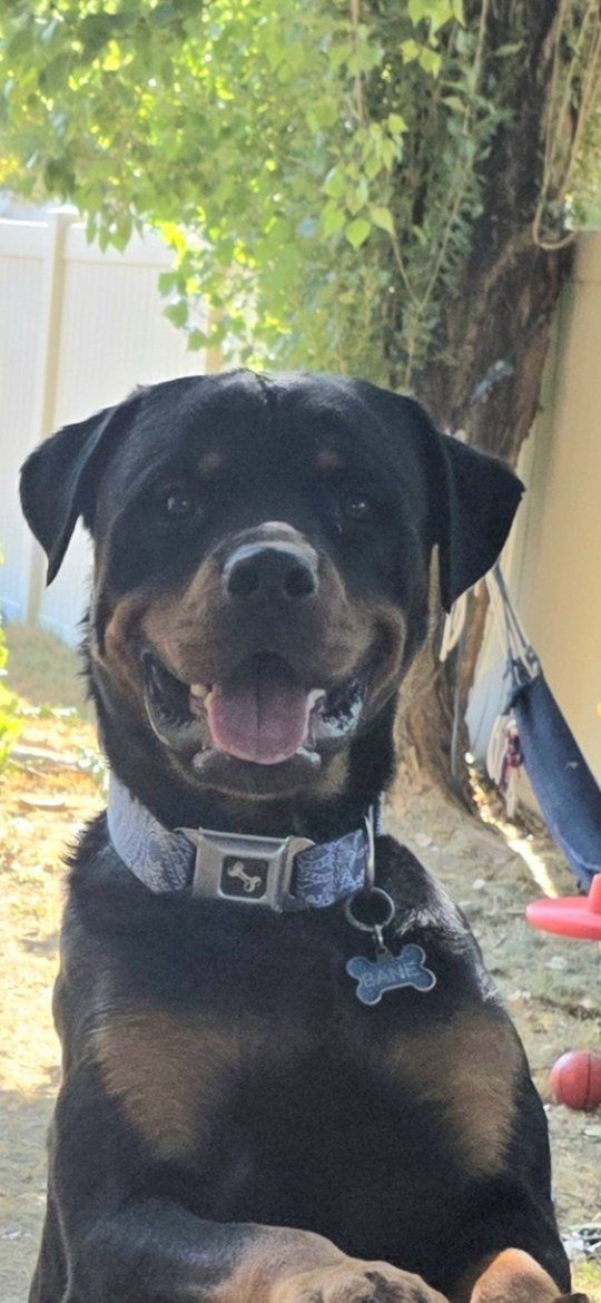 2 year old Male Rottweiler
