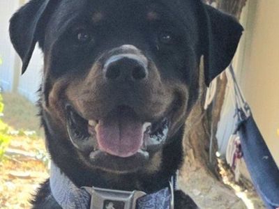 2 year old Male Rottweiler