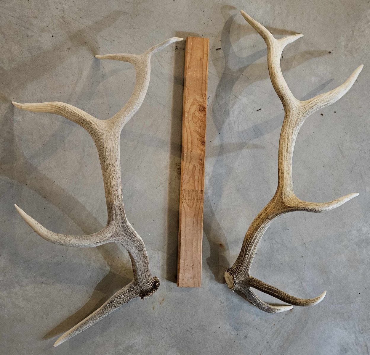 Elk - Shed Antlers