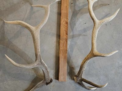 Elk - Shed Antlers