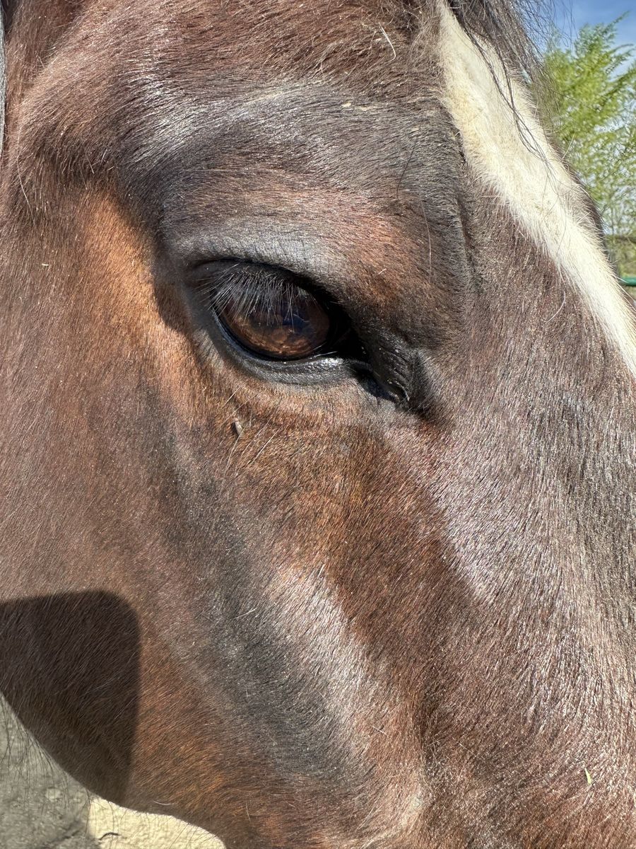 17 Year Old Gelding "Build Like A Tank!"