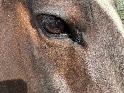 17 Year Old Gelding "Build Like A Tank!"