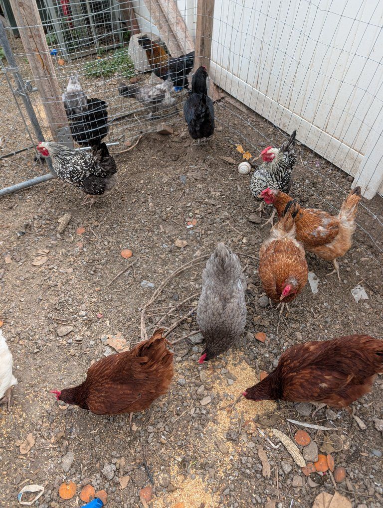 laying hens