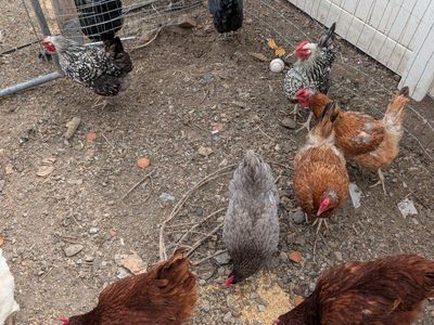 laying hens