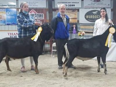 Sweet Deseret LaMancha Bucks - Elite Sires