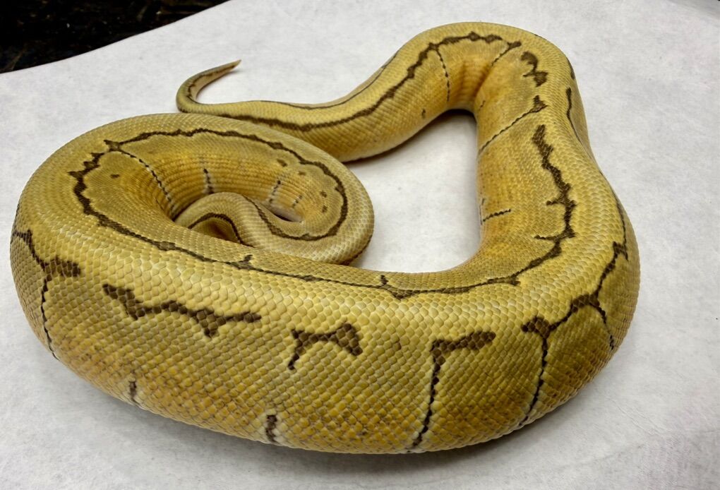 Get Em While Prices Are Loooooow!