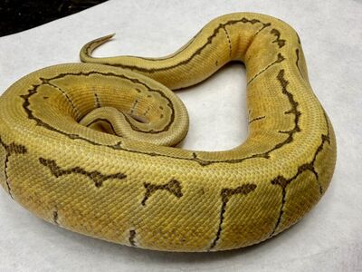 Get Em While Prices Are Loooooow!