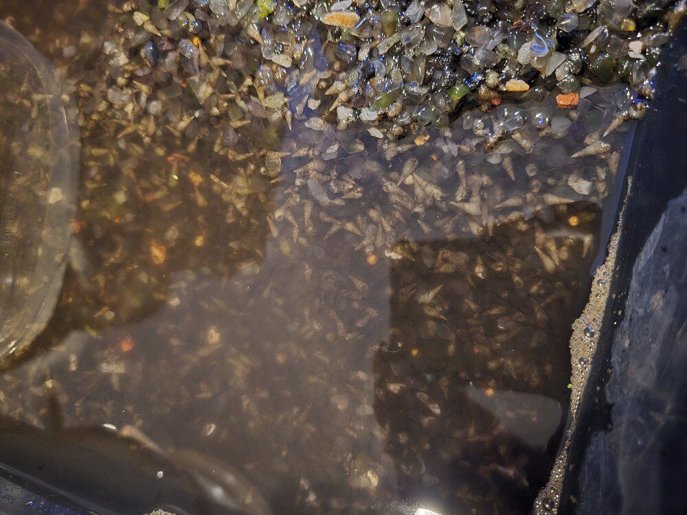 Calling all Puffer Fish Owners-Trumpet Snails