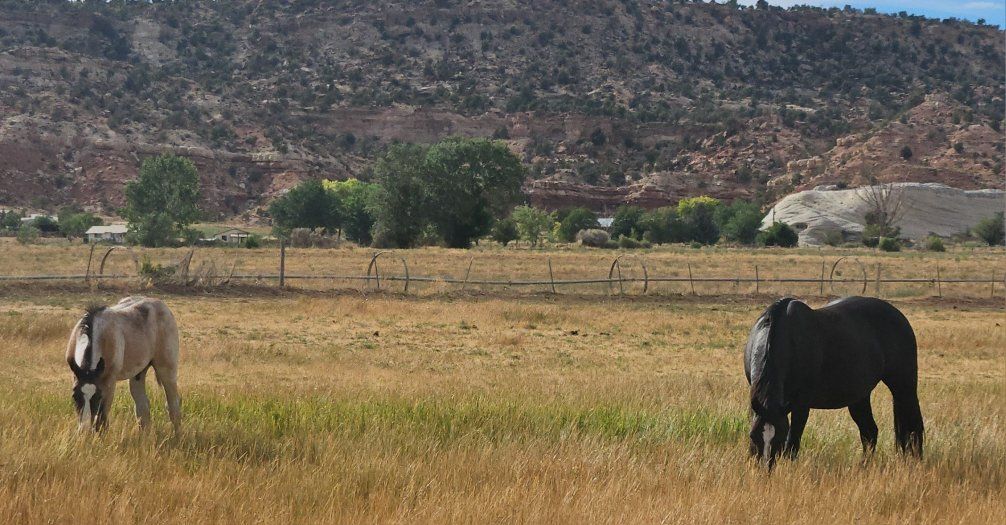 3n1 or 2n1 package deal Broodmare