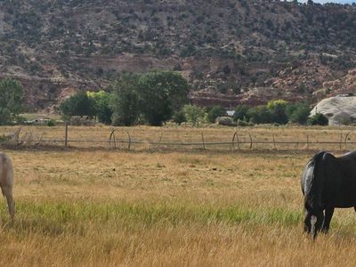 3n1 or 2n1 package deal Broodmare