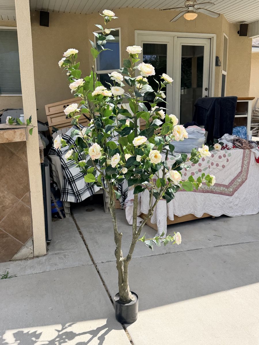 New. beautiful rose tree 6 1/2 feet