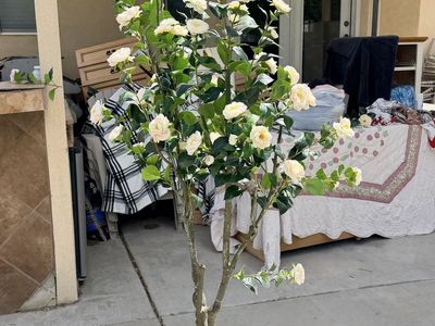 New. beautiful rose tree 6 1/2 feet