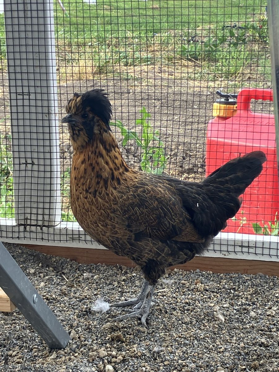 Free hens