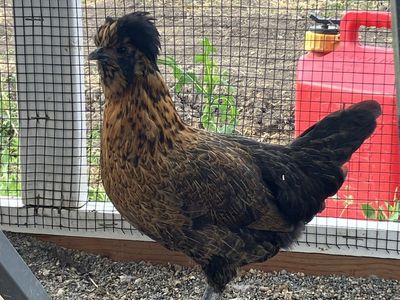 Free hens