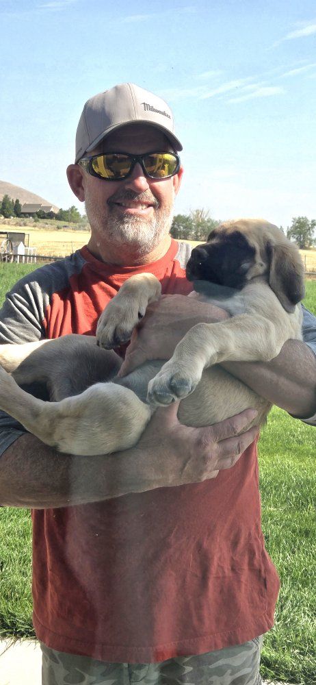 Beautiful English Mastiff Puppies for Sale!!