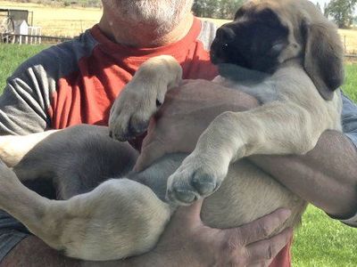 Beautiful English Mastiff Puppies for Sale!!