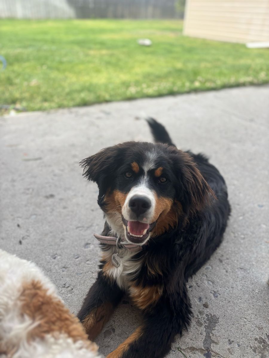 Bernese Mountain Dog