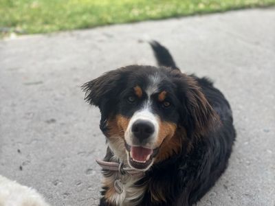 Bernese Mountain Dog