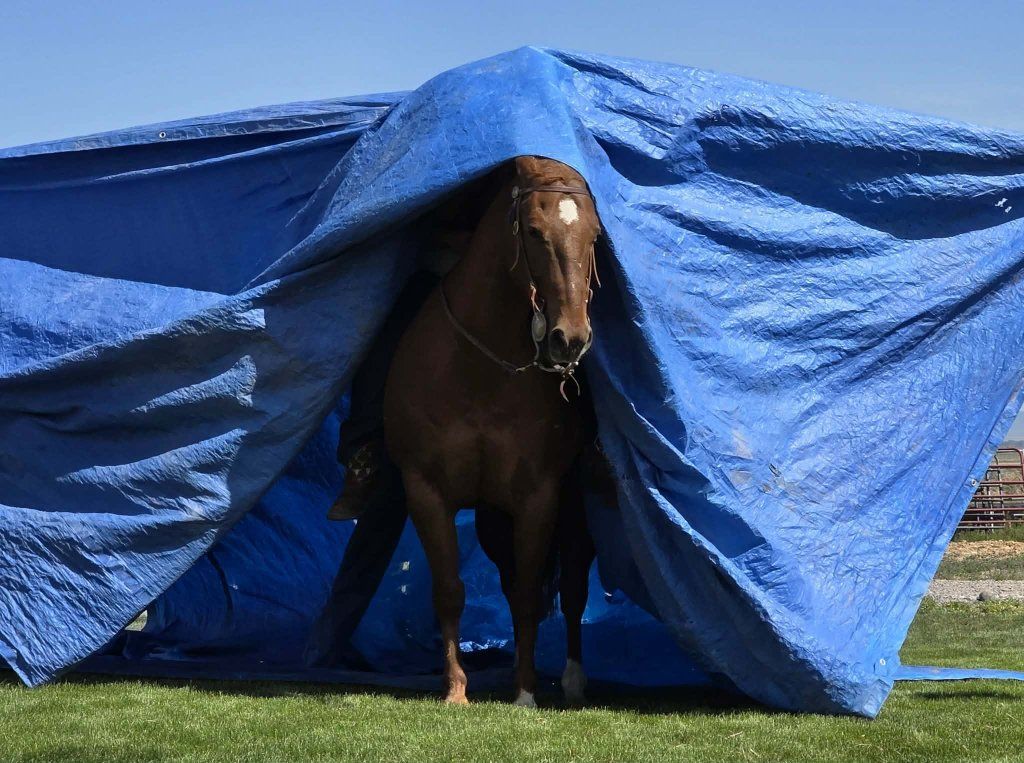 safe broke gelding