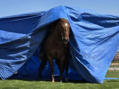 safe broke gelding
