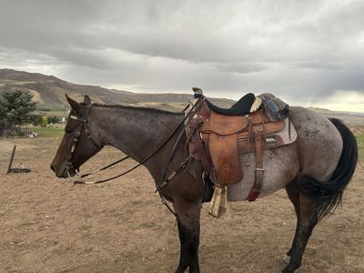 5 year old registered AQHA Bay Roan Gelding