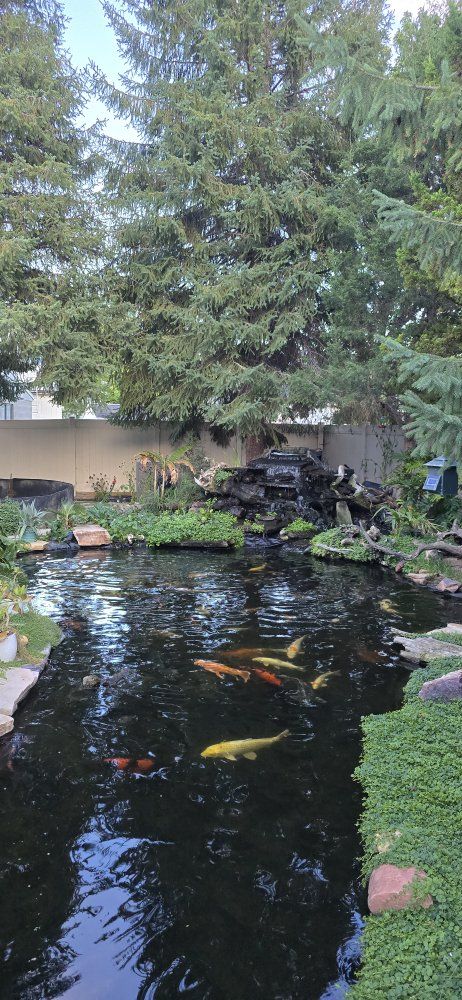 Rehome your koi that you can no longer keep