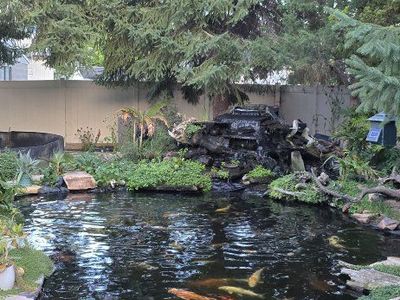 Rehome your koi that you can no longer keep
