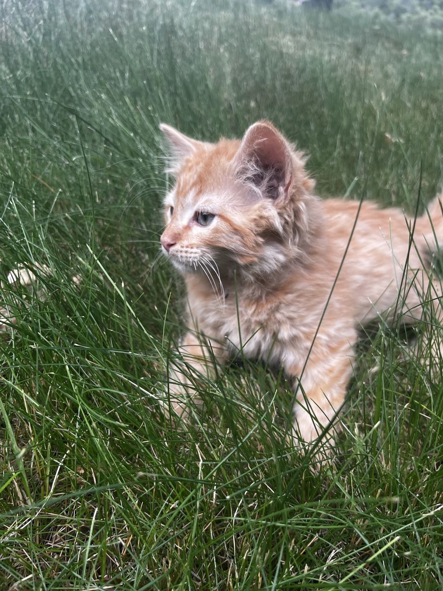 Beautiful kittens for sale!