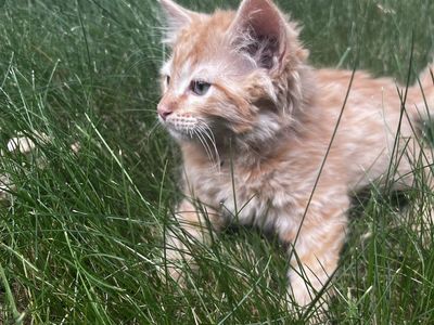 Beautiful kittens for sale!