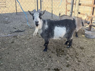Beautiful Nigerian Dwarf Doe – Due Mid-August!