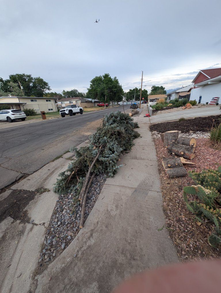 Free Firewood & Pine Branches - Freshly Cut