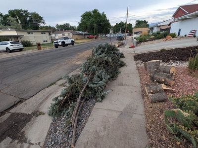 Free Firewood & Pine Branches - Freshly Cut