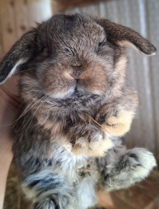 Holland Lop Bunnies