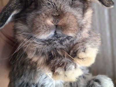 Holland Lop Bunnies