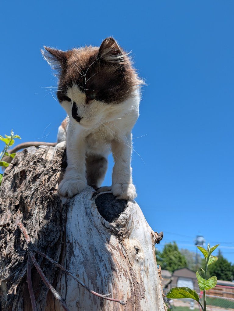Female needing a lap cat? (free)
