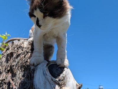 Female needing a lap cat? (free)
