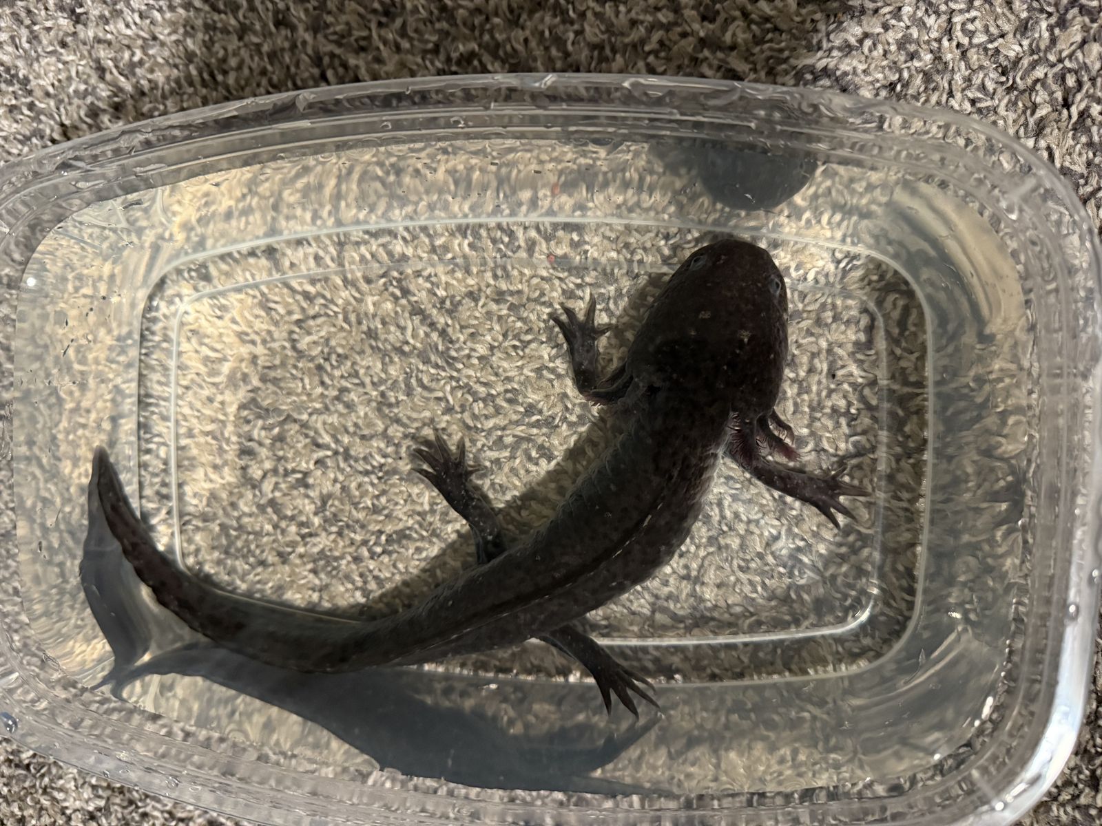 Male Melonistic Axolotl