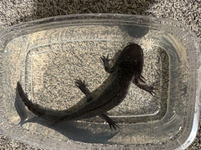 Male Melonistic Axolotl
