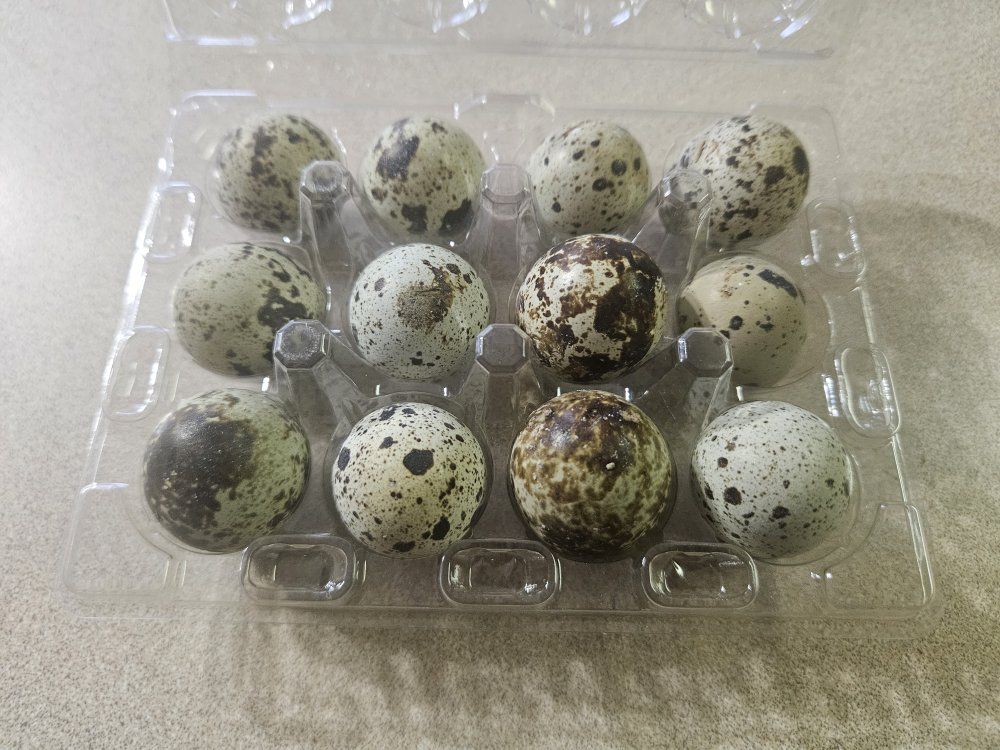 fresh fertile quail eggs