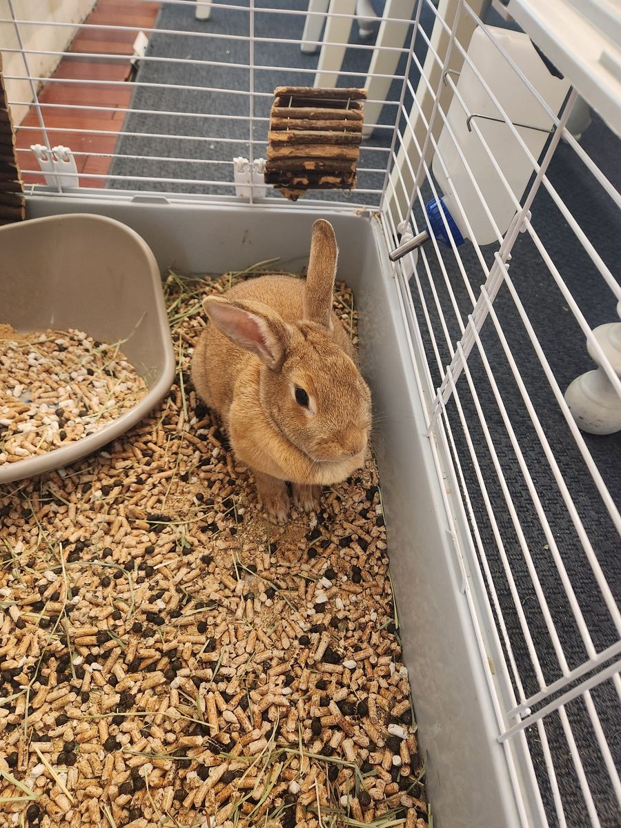 Loving home needed for our pet Rabbit
